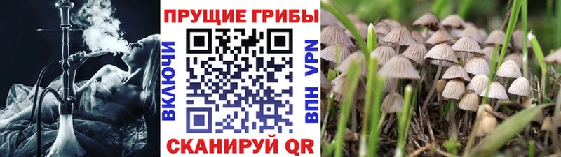 omg tor  купить наркоту  Щёлкино  Галлюциногенные грибы мухоморы 